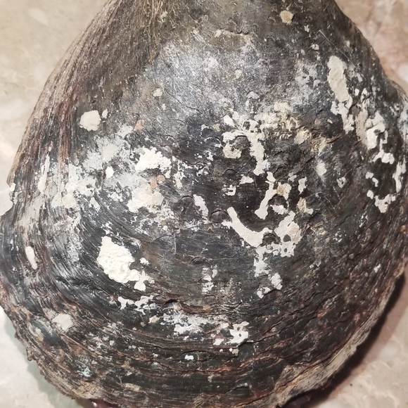 Shell - Picture 2 of 8